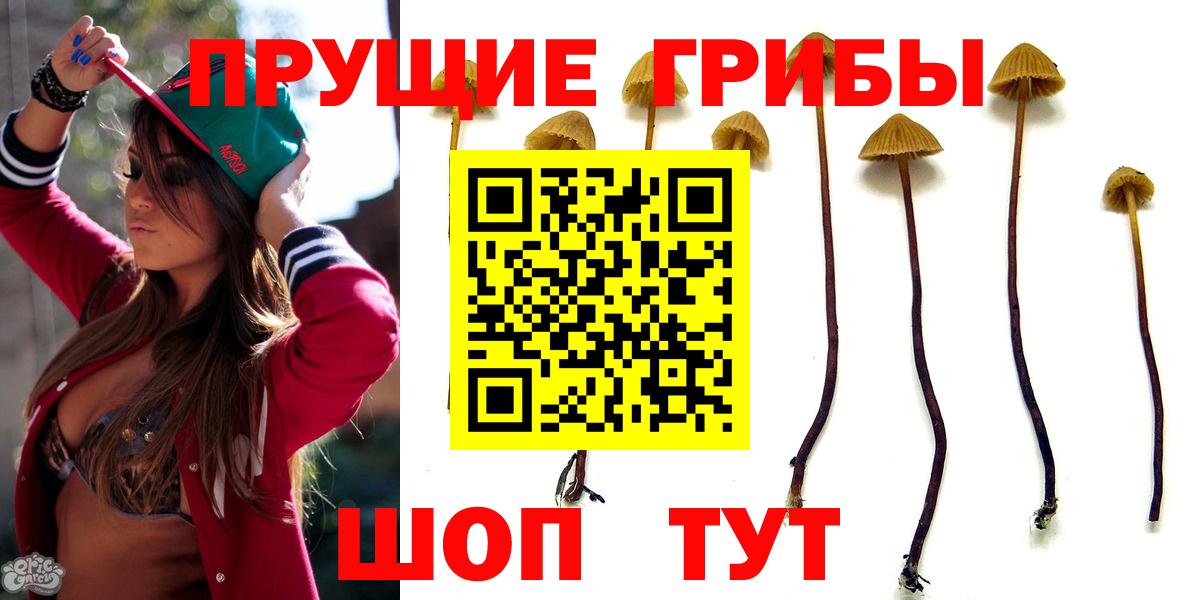 Галлюциногенные грибы Psilocybine cubensis Тобольск
